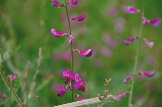 蓝花棘豆