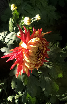 绽放的菊花