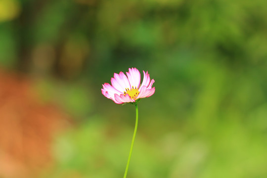 一朵粉白色的小花背景