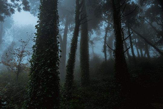 大雾弥漫的森林
