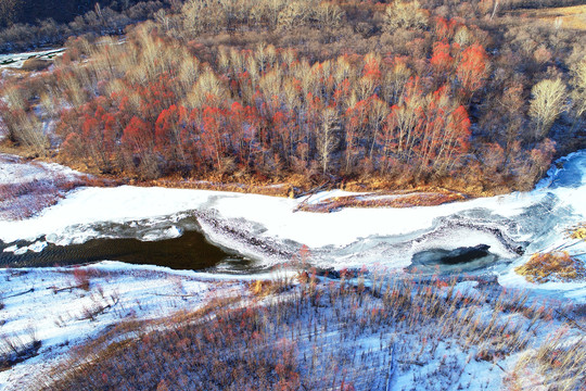 冰河红树林雪景