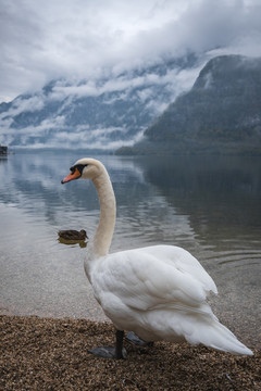 哈尔施塔特湖边的白天鹅和云雾