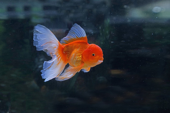 金鱼
