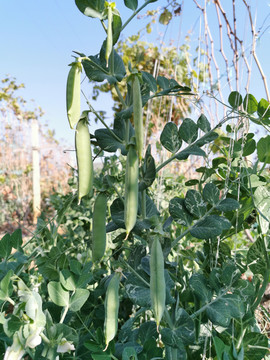 豌豆种植基地