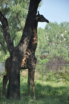 动物园长颈鹿