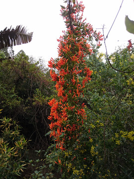 炮仗花