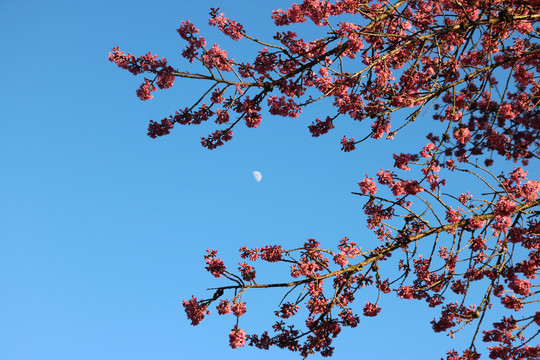月亮与樱花