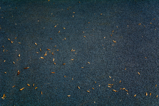 秋天柏油路面的黄叶