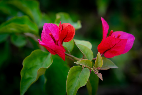 叶子花