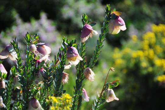 西澳国王公园的野花