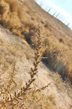 野草