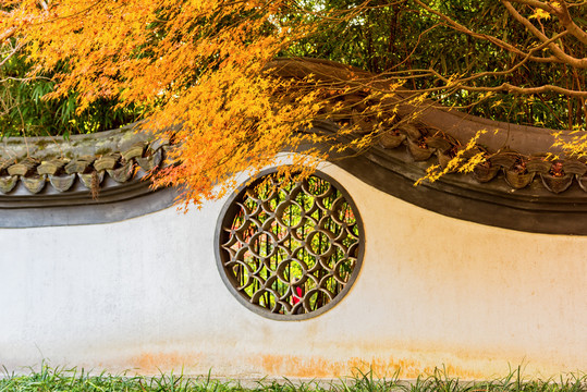 园林建筑圆形窗围墙与黄色枫叶