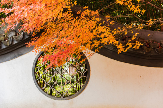 杭州西湖曲院风荷枫叶与圆窗秋景