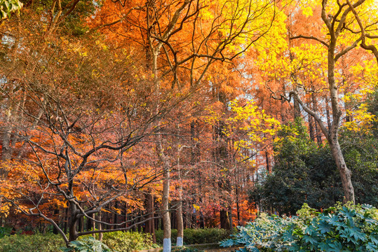 秋天自然风光彩色树林