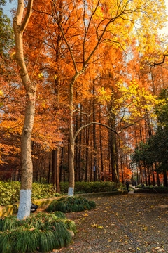 公园景观秋天彩色树林