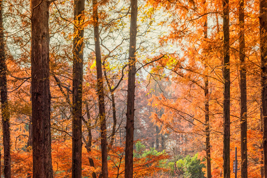 秋天美景金黄色的杉树林
