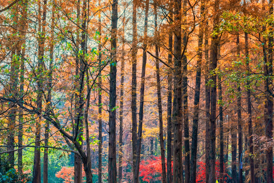 秋天美景彩色的树林