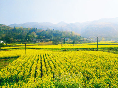 油菜花海