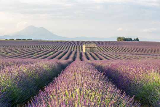 南法普罗旺斯夏日薰衣草花田美景