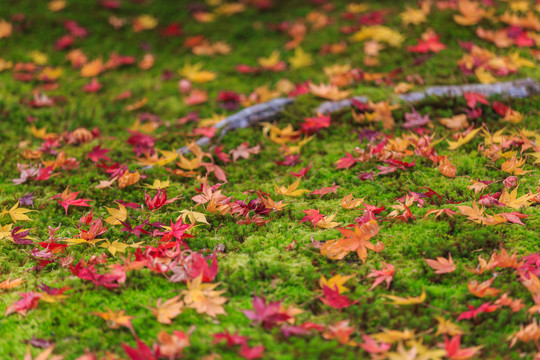 日本京都西芳寺苔藓和秋季枫叶