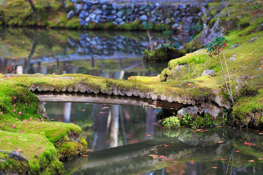 日本京都西芳寺苔藓和秋季枫叶