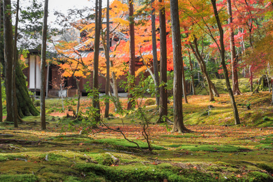 日本京都西芳寺苔藓和秋季枫叶