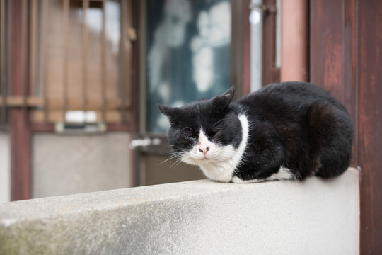 一只蹲在墙上的黑白毛发的猫