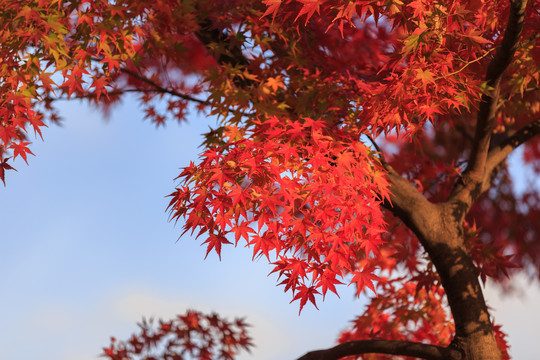 日本京都枫叶美景背景图