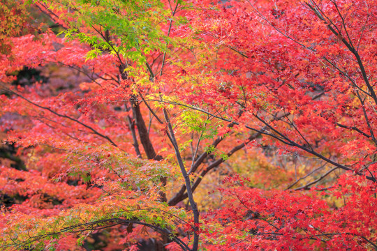 日本京都枫叶美景背景图