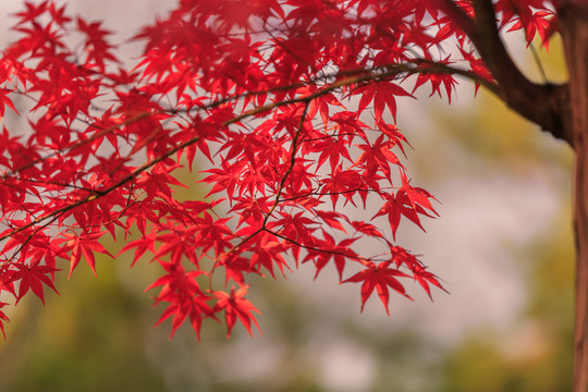 日本京都枫叶美景背景图