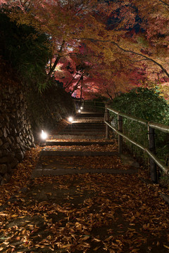 日本京都北野天满宫秋季枫叶美景