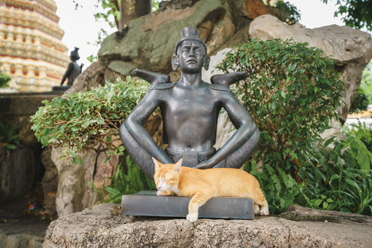 泰国曼谷卧佛寺佛像和猫
