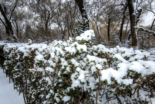 雪景