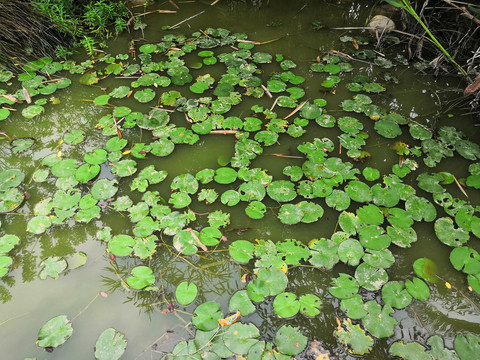 广西南宁市桂景园植物学栽培