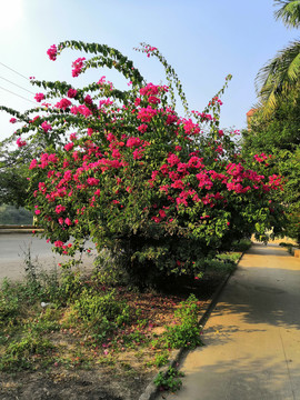 广西南宁市桂景园植物学栽培