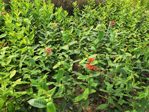 广西南宁市桂景园植物学栽培