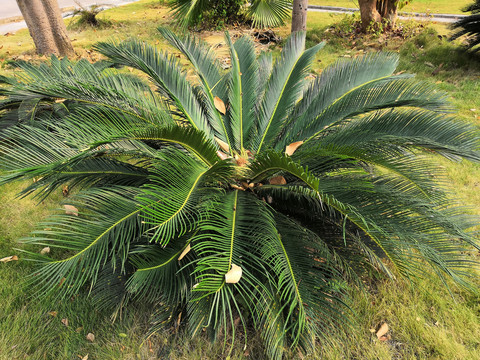 广西南宁市桂景园植物学栽培