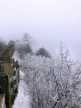 积雪的树枝