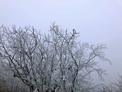 积雪的树枝