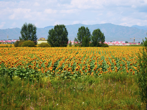 葵花地