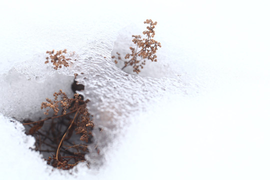 植物透过冰雪