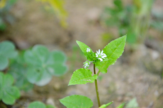 鹅肠菜