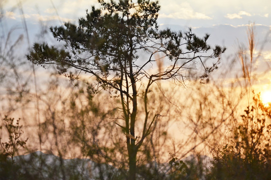 夕阳松树