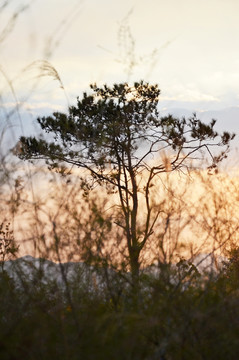 夕阳松树