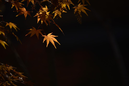 秋天逆光枫叶
