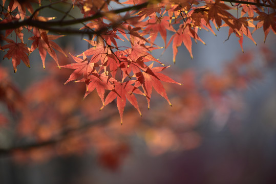 秋天逆光枫叶