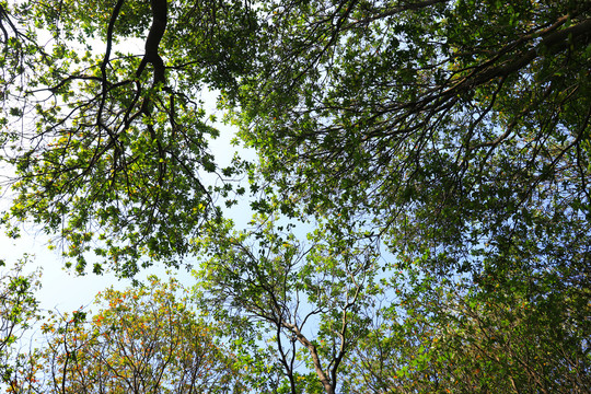 森林树木树叶树顶