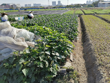 田野青菜