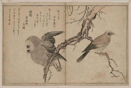 喜多川歌麿猫头鹰和鸟