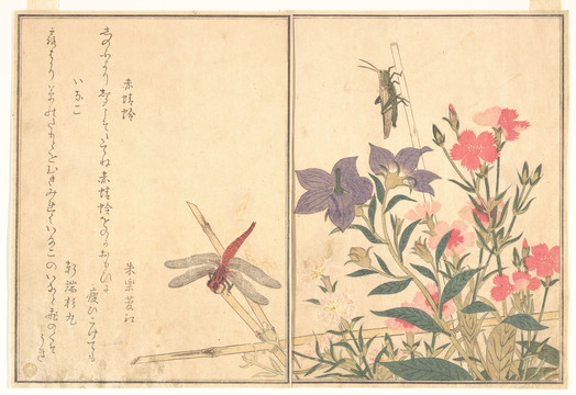 喜多川歌麿红蜻蜓和蝗虫